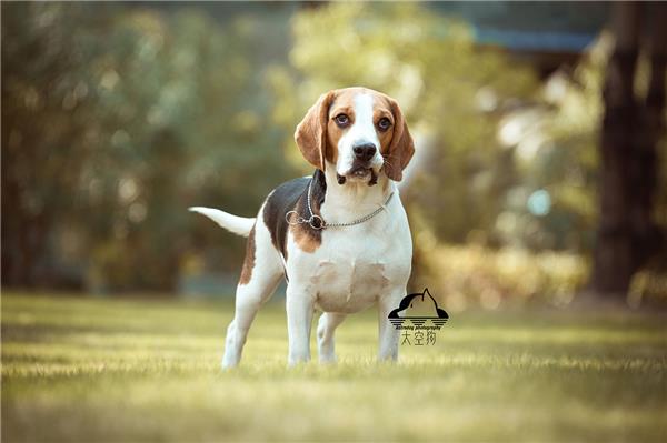 米格鲁猎兔犬_2221408