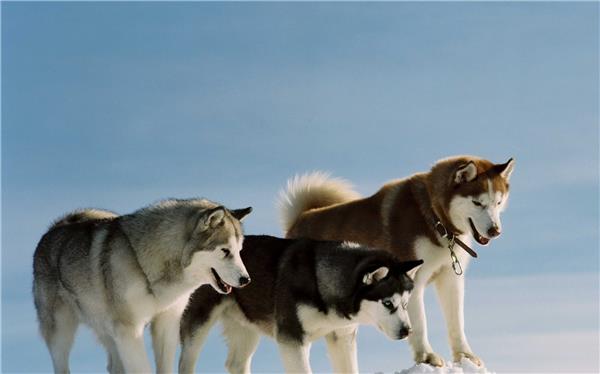 阿拉斯加雪橇犬_2648649