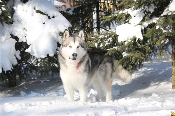 阿拉斯加雪橇犬_2648649