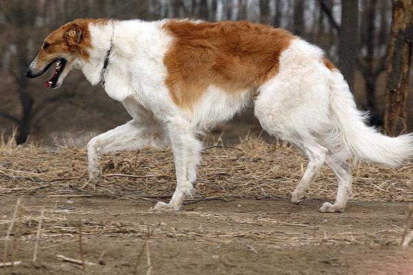 苏俄猎狼犬_2650529