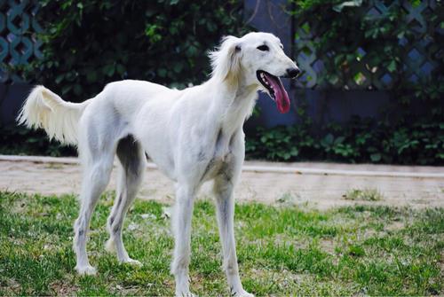 萨路基猎犬_2650533