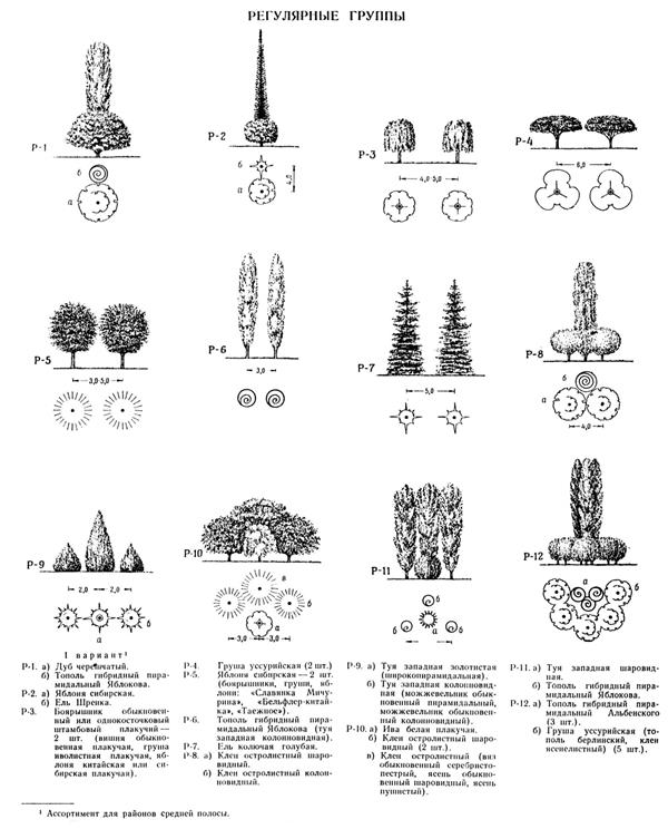 景观植物的平面和立面画法_3578360