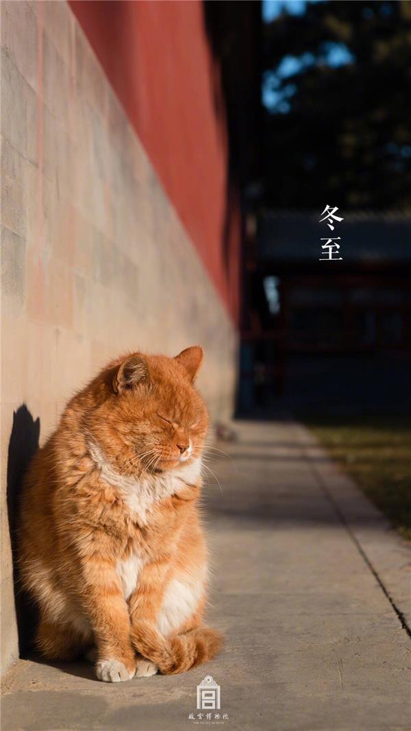 御猫#故宫 #红墙 #御猫 