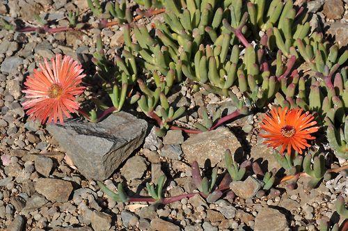 番龙菊（cephalophyllum alstonii）_3637414