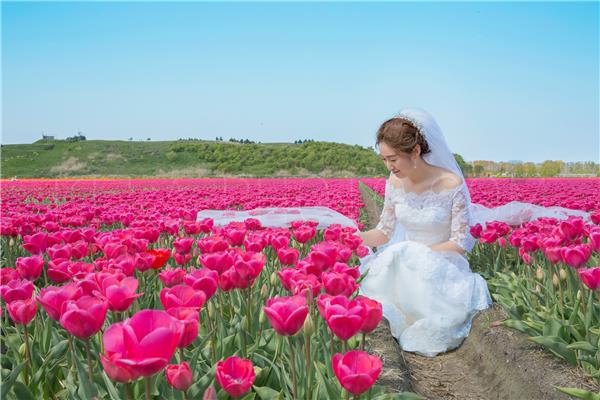 库肯霍夫公园旅拍婚纱照片_婚纱摄影图片_661225