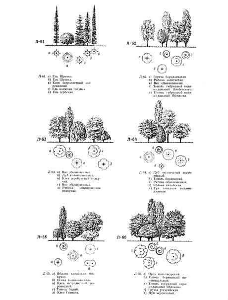 景观植物的平面和立面画法_3578376