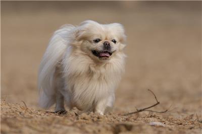 京巴犬