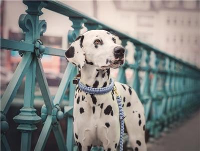 大麦町犬