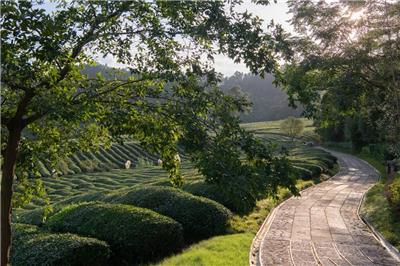 隐于青山，归于净土丨泰康·杭州径山竹茶园纪念园