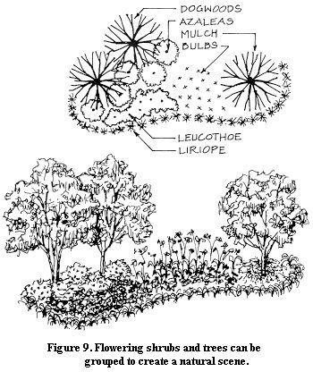 景观植物的平面和立面画法