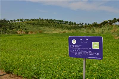 天津市中医药大学新校区修建性详细规划实施效果 / 植物园