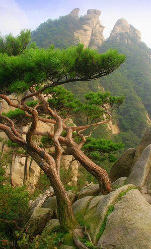 松树造型