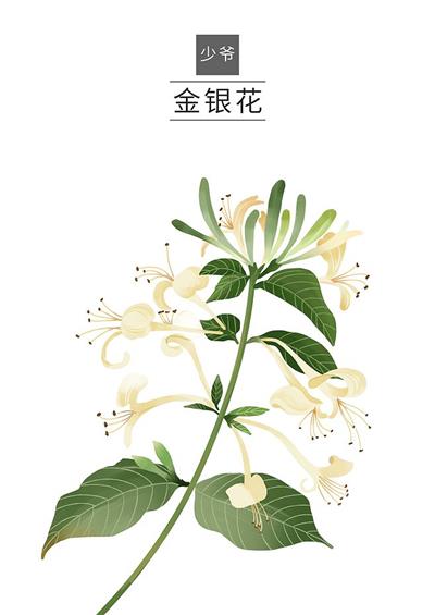 金银花