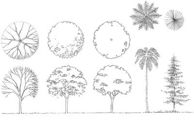 园林植物平面手绘图例