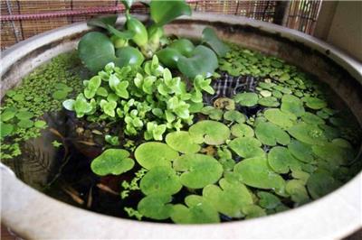 水生植物水槽