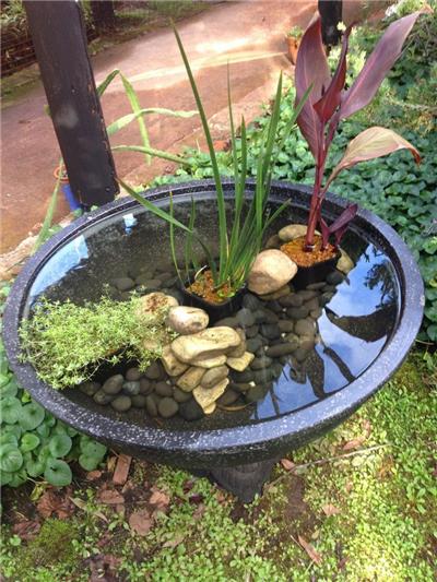 水生植物种植池