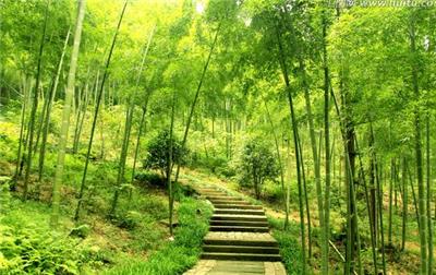 风景图片竹林桃花