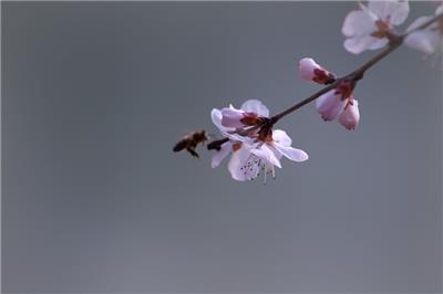 粉色山桃花图片